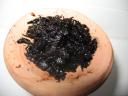 Hajo Flettner method: Black muasel with honey+glycerin