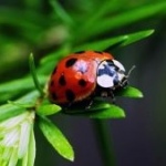 Фотография buburuza