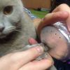 Кот для кальяна :)